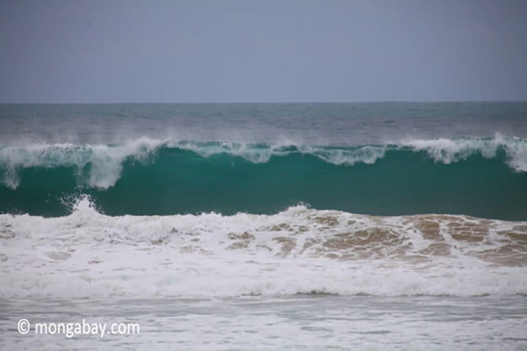 Tsunami's Fury: Threat to Marine Life and Ecosystem Impact