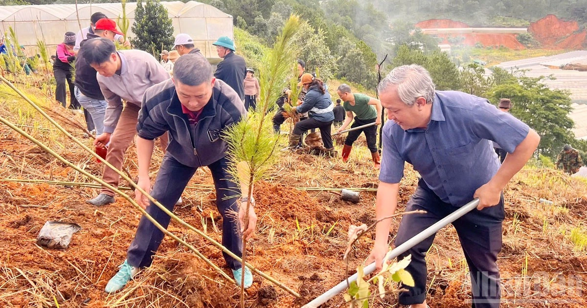 Lam Dong Province: 5,000 Trees Planted in Xuan Truong Ward, Da Lat, Boosting Greening and Disaster Prevention