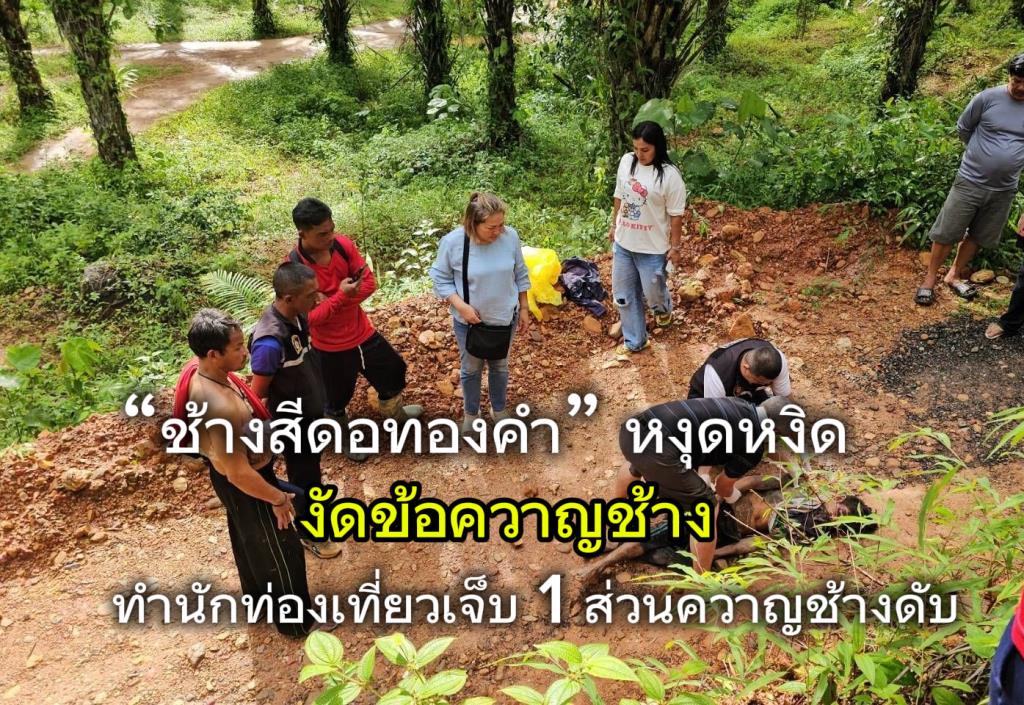 タイで象が暴れ、観光客負傷、象使い死亡