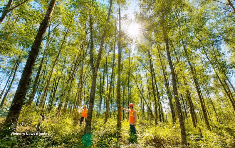 Vietnam's Wood Industry Pursues High-Value Transformation