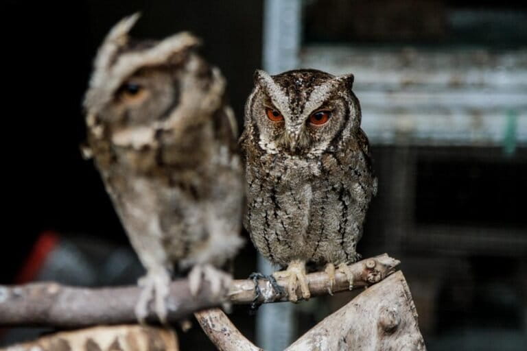 Owls Labeled 'Bad Omen' Face Violence in Indonesia