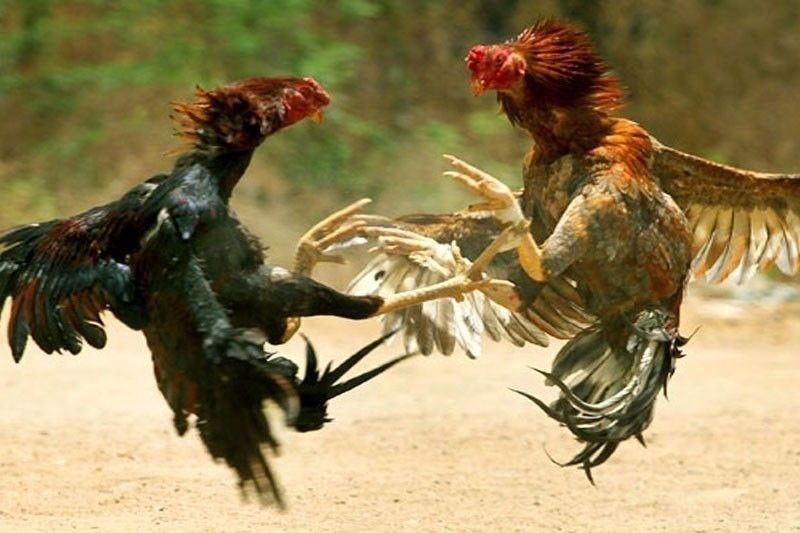16 Arrested for Illegal Online Cockfighting in Rizal