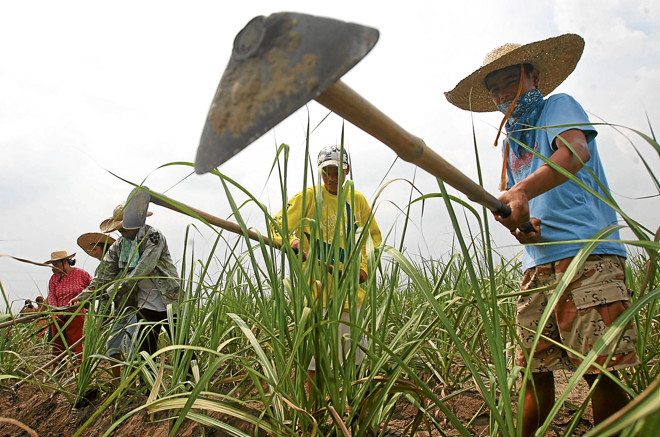 Philippine Sugar Planters, Labor Groups Demand Fairer Farmgate Prices Amid Rising Costs