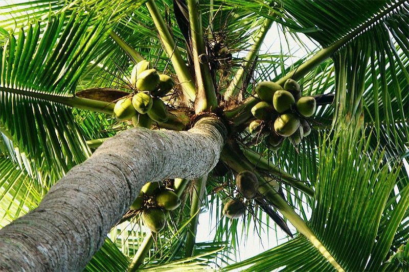 PCA, Mitsui partner for nanotechnology trials to boost coconut yield