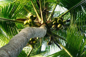 Philippines Pushes for 5% Coco-Biodiesel Blend; DA Backs Local Industry Boost