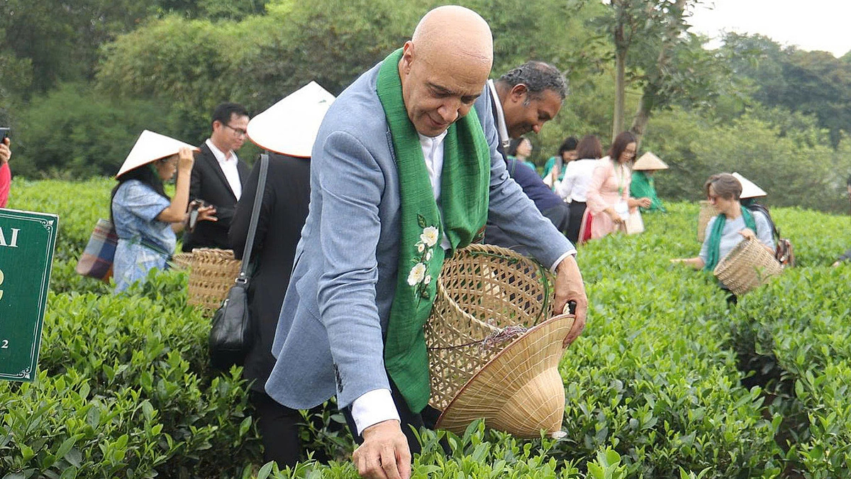 Diplomats Experience Tea Picking in Thai Nguyen, Immerse in Vietnamese Culture