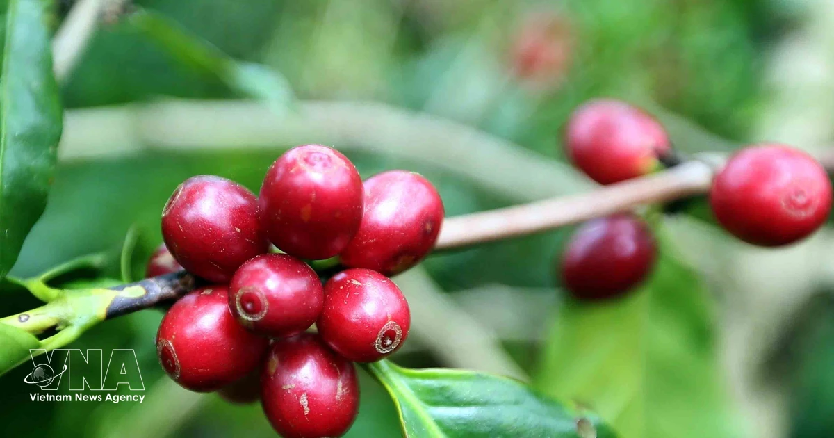 Vietnamese Coffee Exports Gain Traction in EU Market