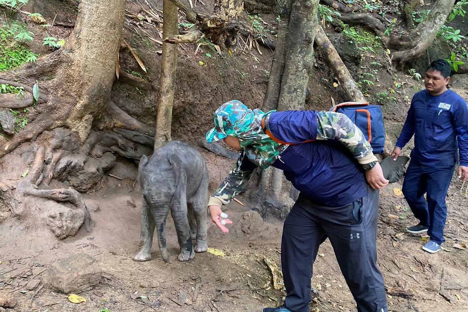 救出から数日後、野生ゾウの赤ちゃん死亡、腎不全の可能性