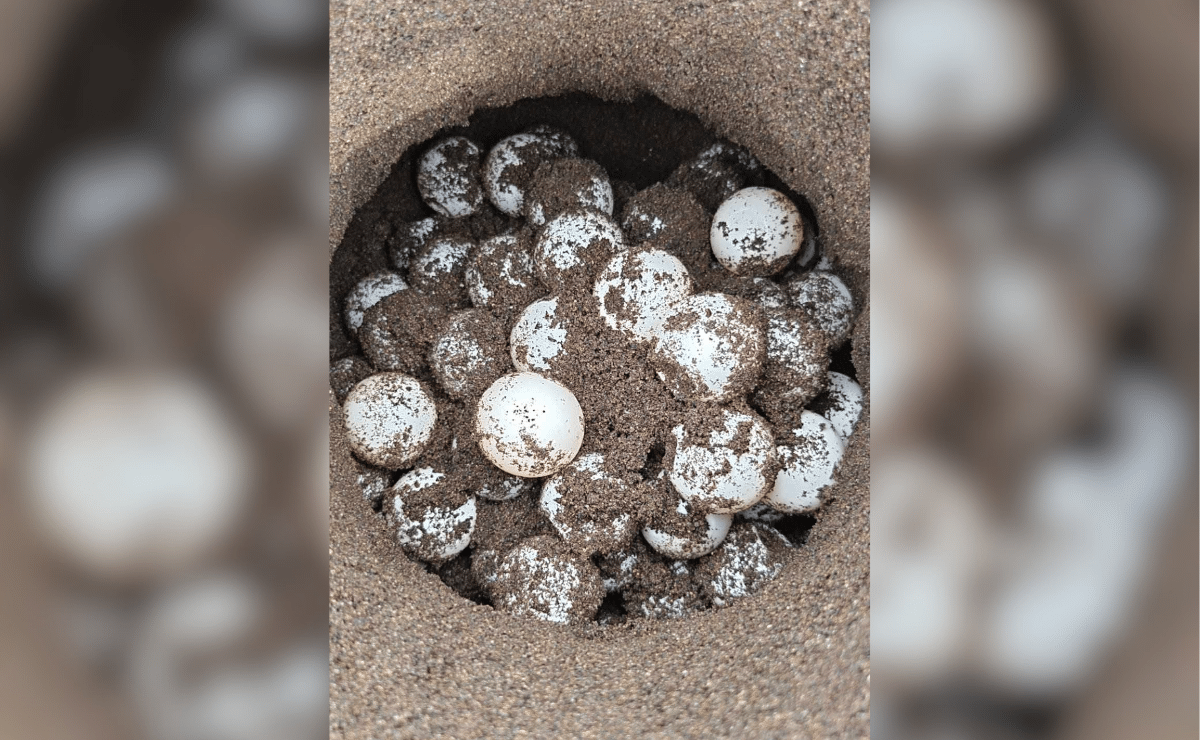 100 Sea Turtle Eggs Found on Tayabas Bay Shores in Quezon