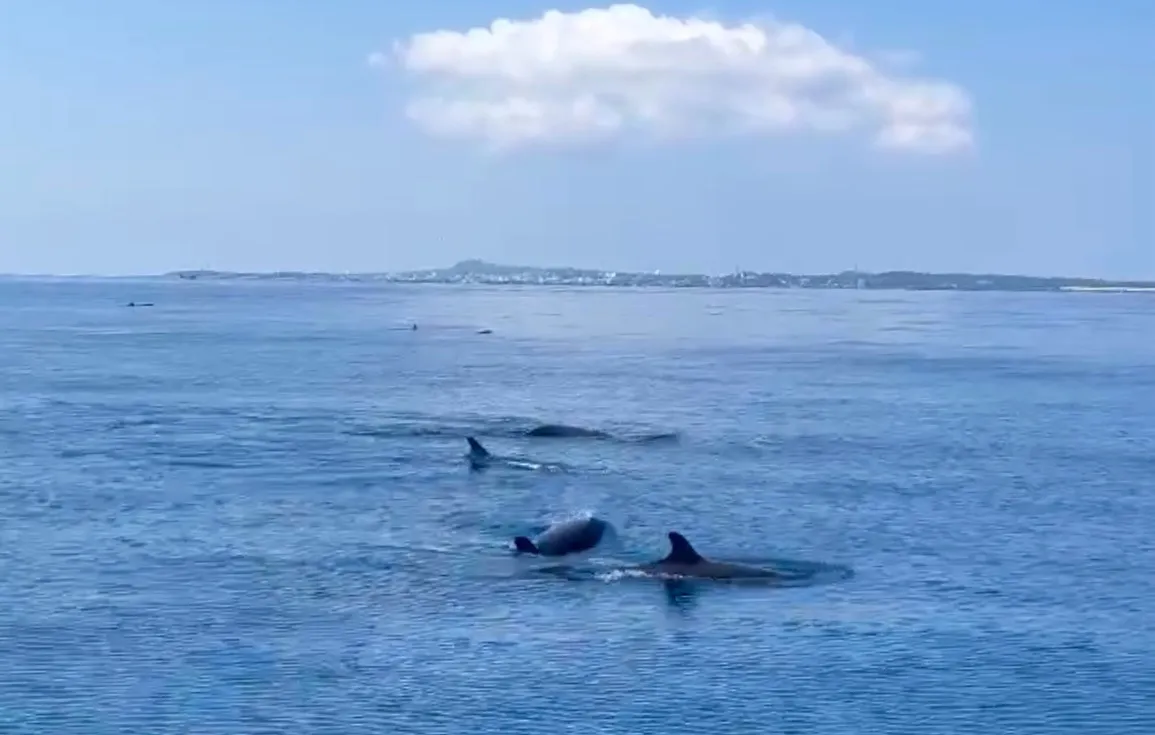 Over 1,000 Dolphins and Whales Swarm Waters off Phu Quy Island, Stun Local Resident