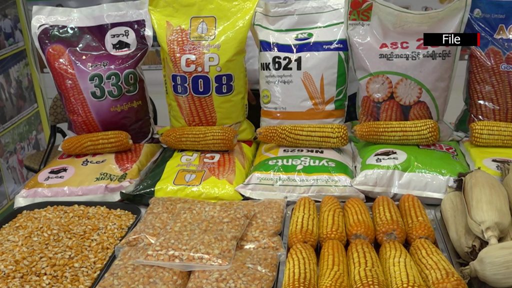 Myanmar exported about 1 million tons of corn to Thailand