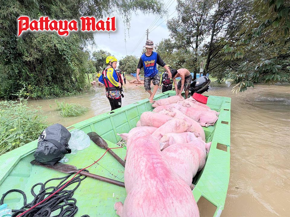 Rayong Flooding: Residents and Thousands of Pigs Rescued Amidst Reservoir Overflow