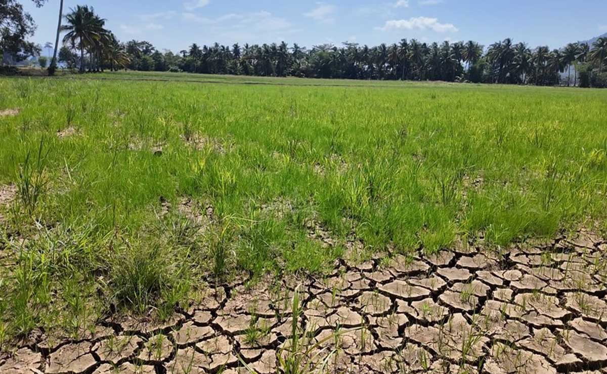 El Niño Hits Agusan del Sur Farmers, Dimming Harvest Prospects