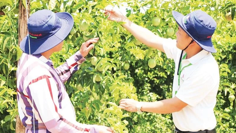 ベトナム・ザライ省:農薬依存から脱却する「統合的作物健康管理(IPHM)」の導入