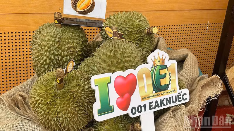 Dak Lak Province Announces 2026 Durian Festival to Boost Brand Value