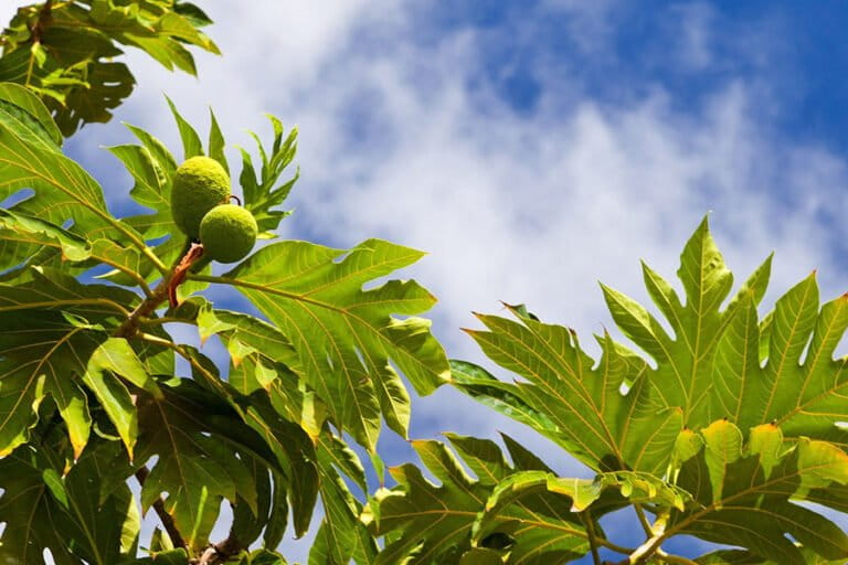 Long Drought, Breadfruit Potential Food Source for Indonesian Food Sovereignty
