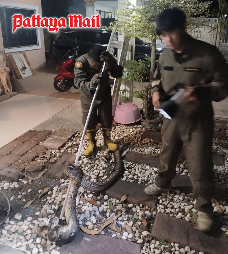 Snakes Invade Pattaya Homes and Condos, Causing Resident Alarm