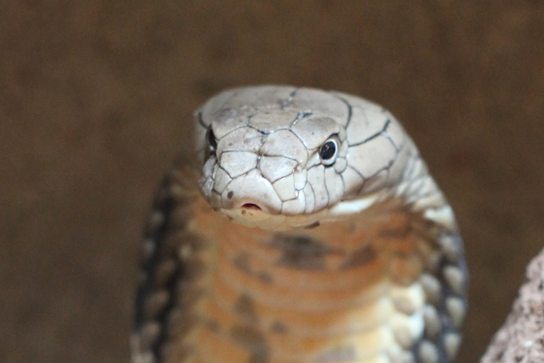 インドネシアに生息するコブラ:その特徴と生態