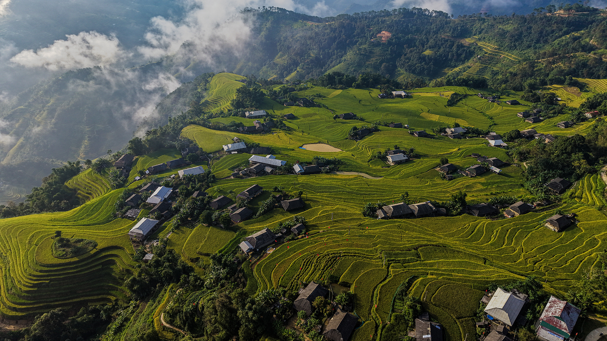 Hoang Su Phi Enters its Most Beautiful Season with Golden Terraced Fields