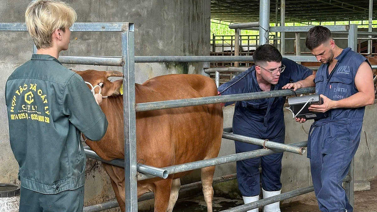 Gene-Edited H'Mong Cattle Aim for Premium Vietnamese Beef Brand