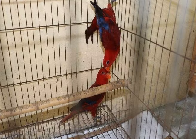 Criminal proceedings launched over illegal keeping, trading of 104 wild animals in Vietnam
