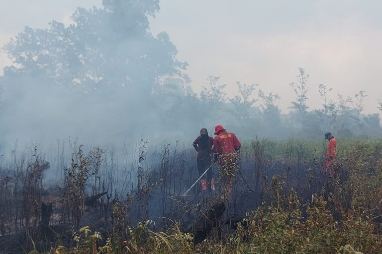 Indonesia Faces Intensified Drought Amid El Niño and IOD, Raising Forest Fire Risk