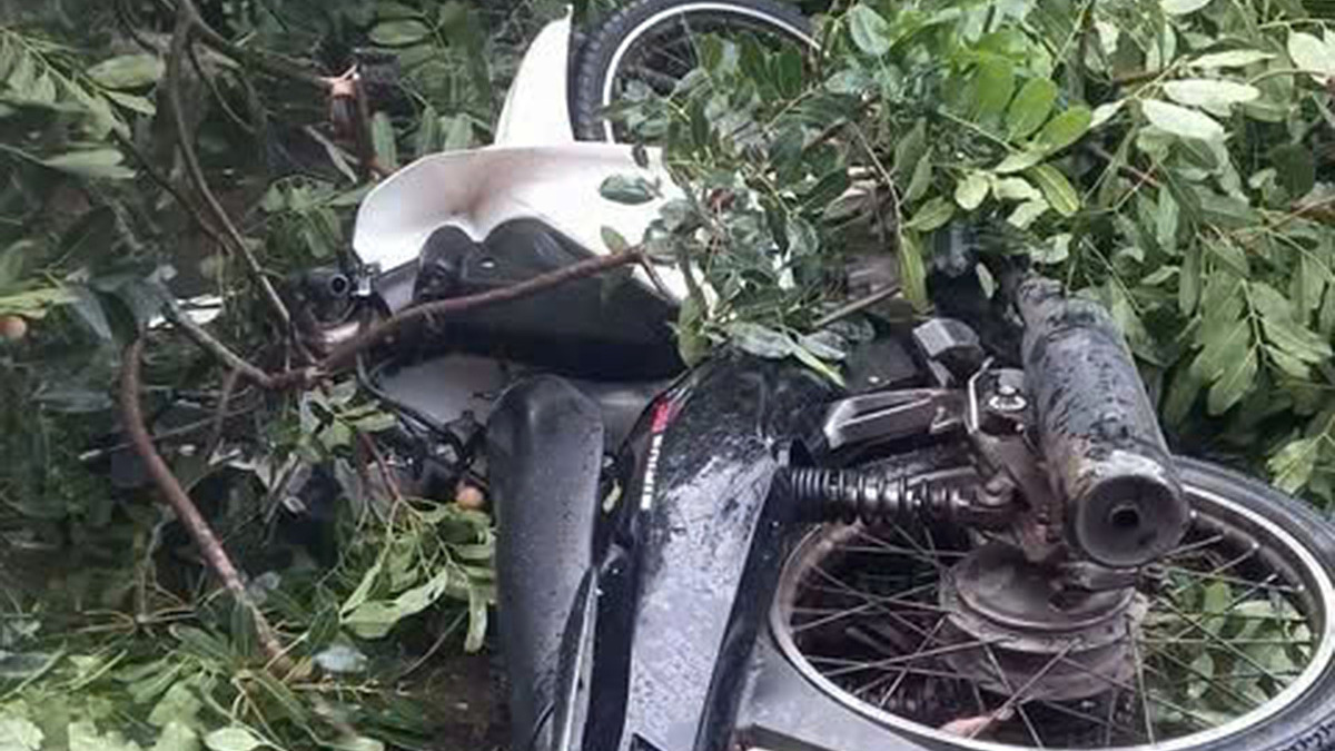 Young Man Dies After Tree Falls During Storm in Vietnam's Central Highlands