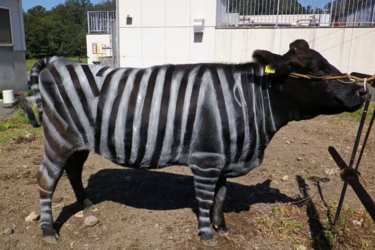 Japanese Researchers Successfully Deter Flies on Cows by Painting Zebra Stripes