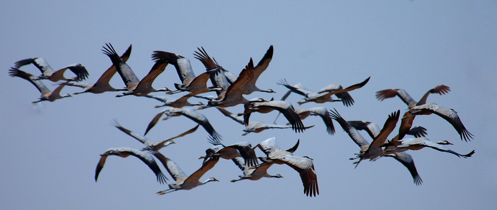 Migratory Species Face Extinction Crisis: New Global Protection Measures Agreed at CMS COP15