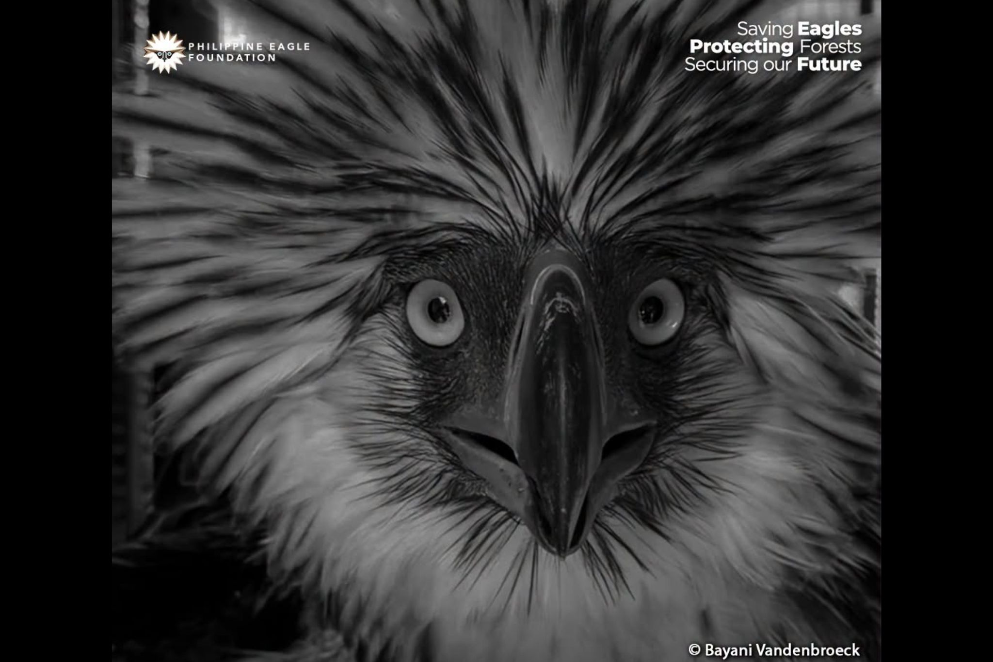 Philippine Eagle Rescued in Bukidnon Dies During Rehabilitation