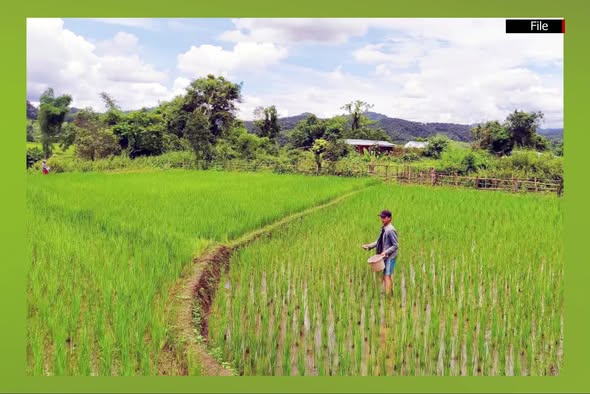 Magway Region plans 88,000 acres of cultivation using GAP system