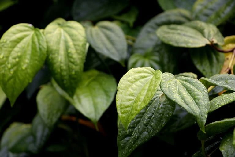 Betel Leaves: An Integral Part of Traditional Ceremonies Across Indonesia