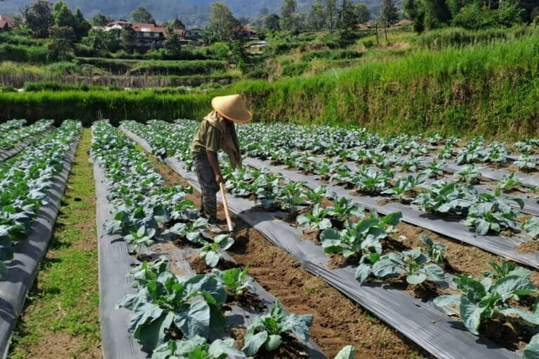 Marapi Volcano's Resurgence: Farmers Adapt to Eruptions