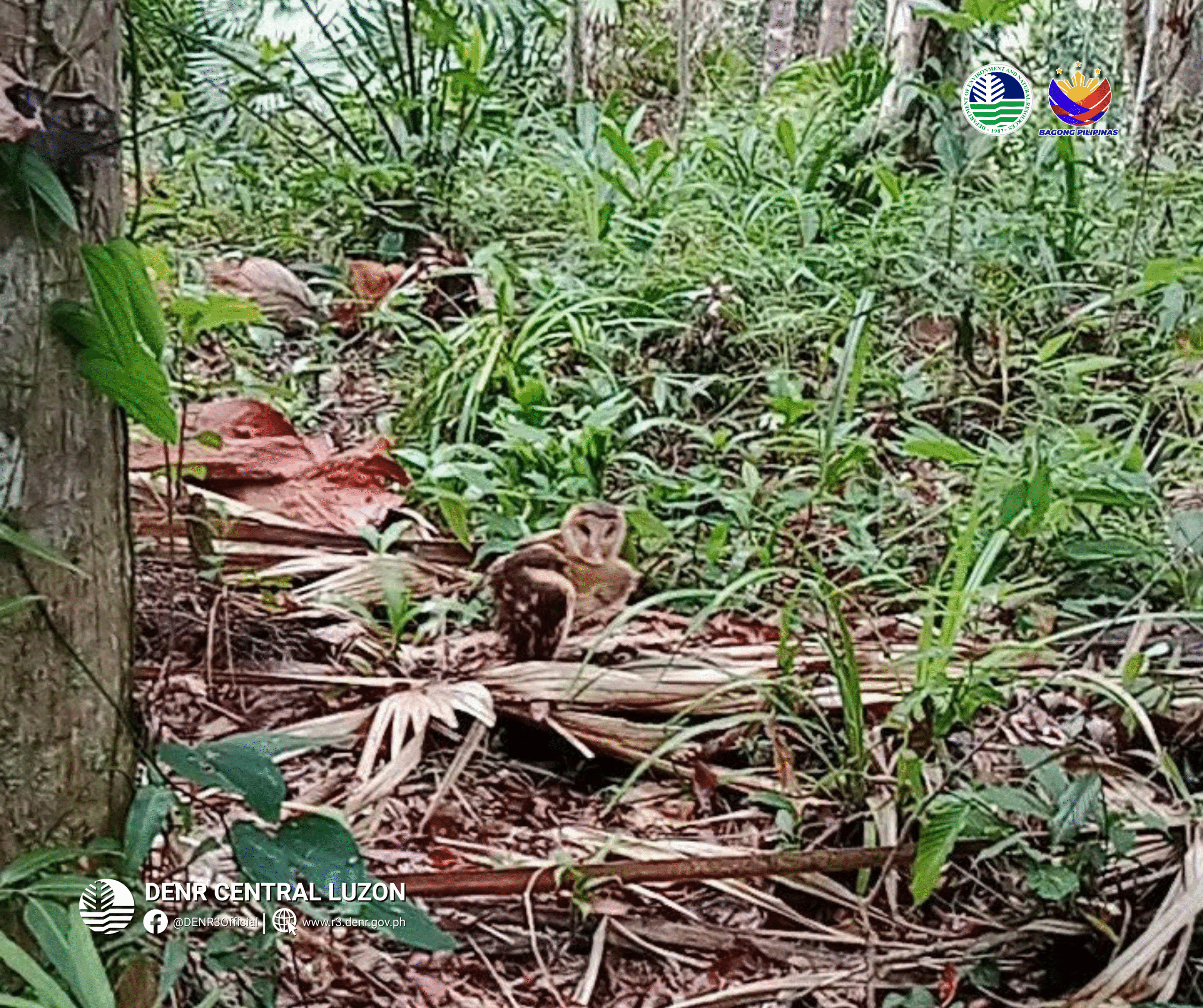 Philippine Grass Owl Rescued, Returned to Aurora Forest