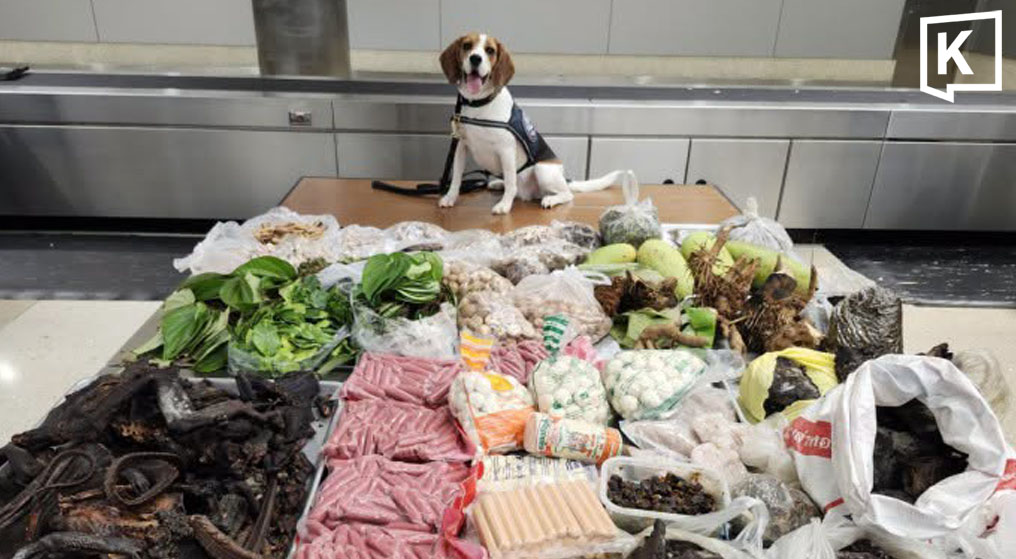 Thai Luggage Yields 7kg Monitor Lizard, US K9 Dog Lauded