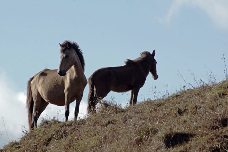 ンブー島の馬、文化とアイデンティティの象徴