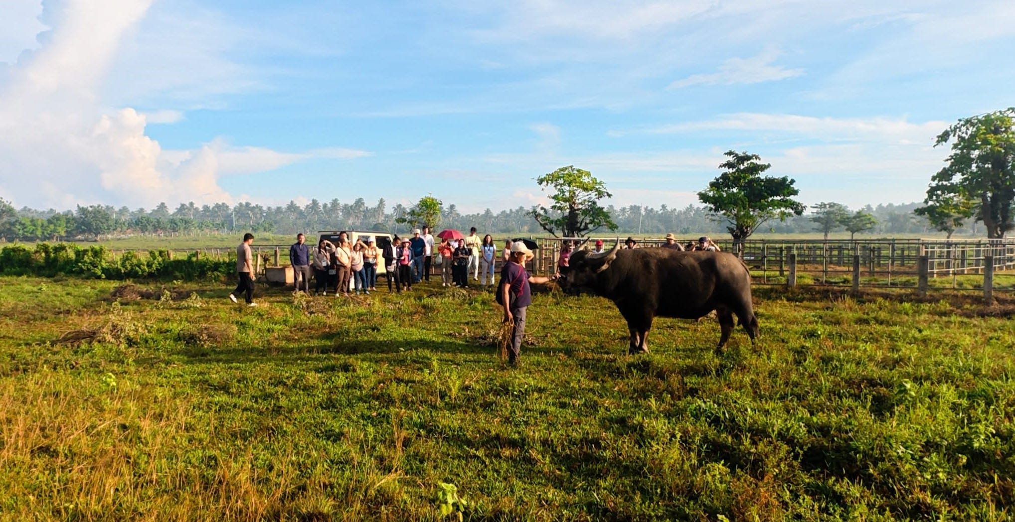 DA Eyes Conservation, Breeding of 'Giant' Carabao in N. Samar