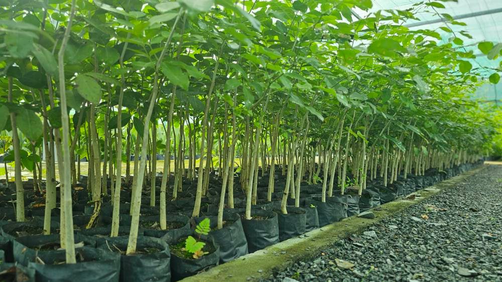 カンボジア、500万本植樹でカーボンニュートラルへ ~「グリーン・スプラウト」運動展開~
