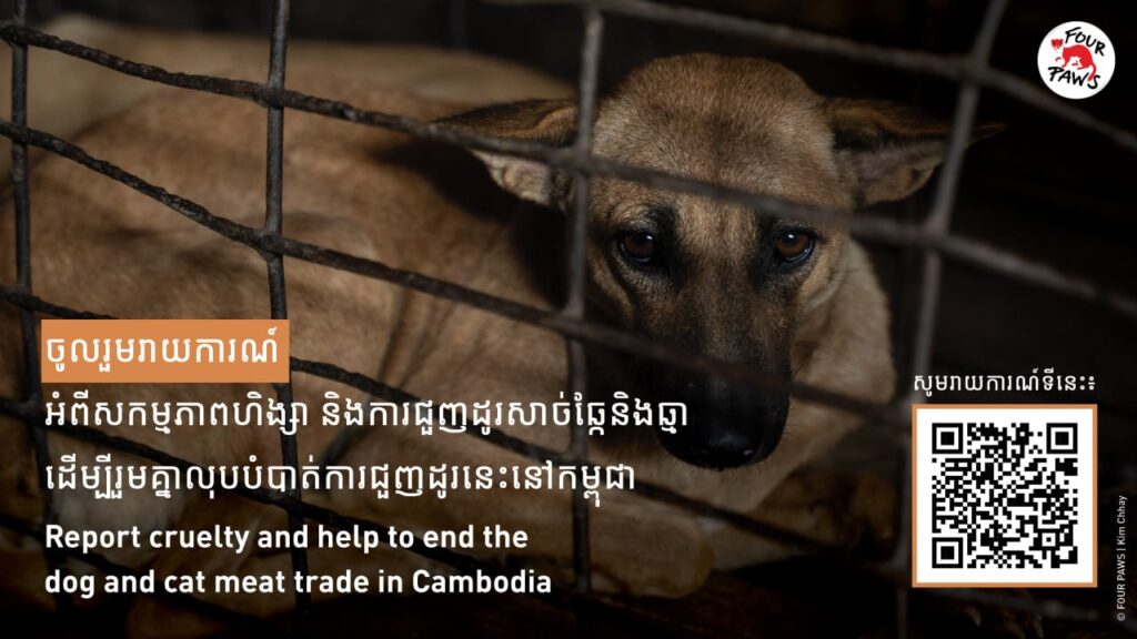 カンボジア、動物福祉向上へオンライン通報システム導入 NGOが犬猫肉取引の実態把握目指す