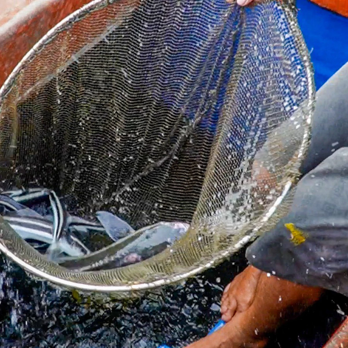 Tho Chau Island Fishermen Give Fish a Freshwater 'Bath' to Combat Parasites