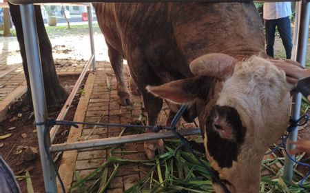 Prabowo-Gibran Donate Large Sacrificial Cattle for Eid al-Adha at Istiqlal Mosque