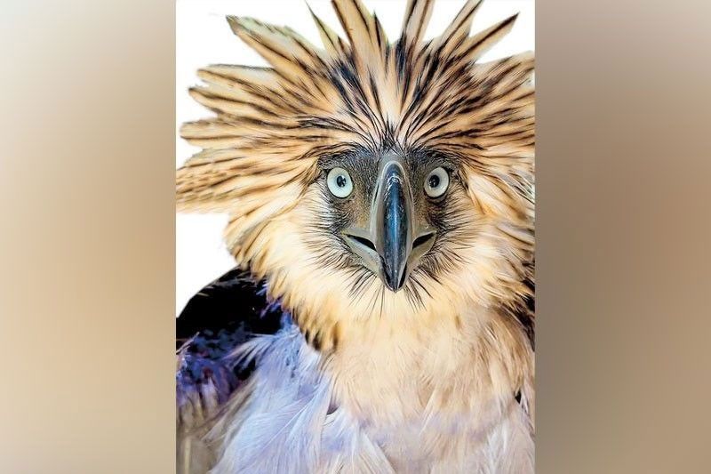 Philippine Eagle Rescue: Necropsy Debunks Monkey Attack Theory