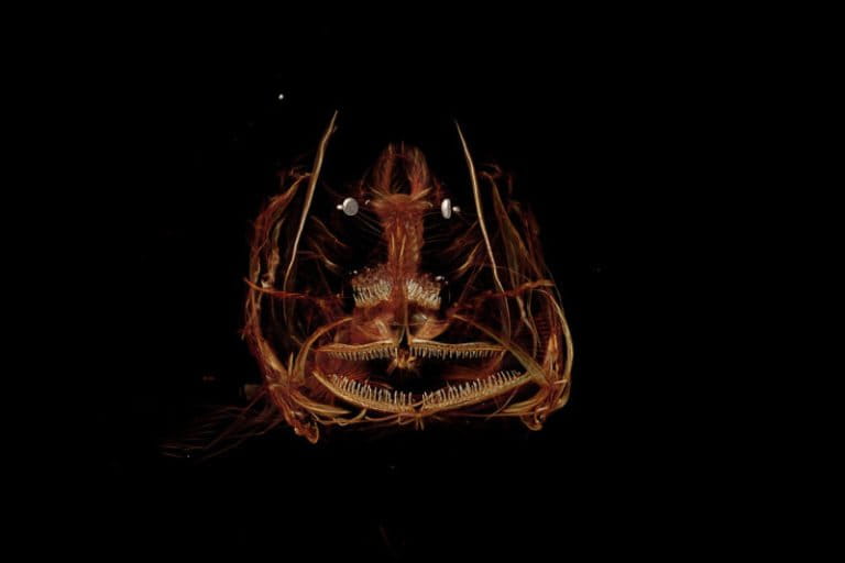 Mariana Snailfish Thrives in the Depths of the Mariana Trench