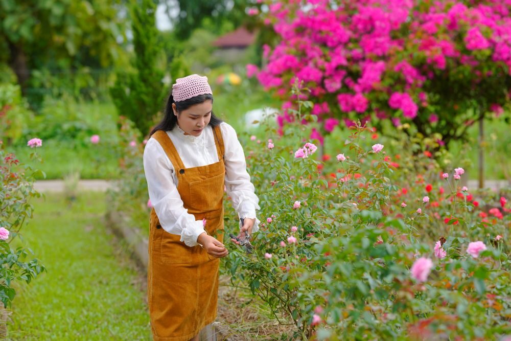 タイ人女性、バラを高級オーガニック製品へ転換し事業を拡大