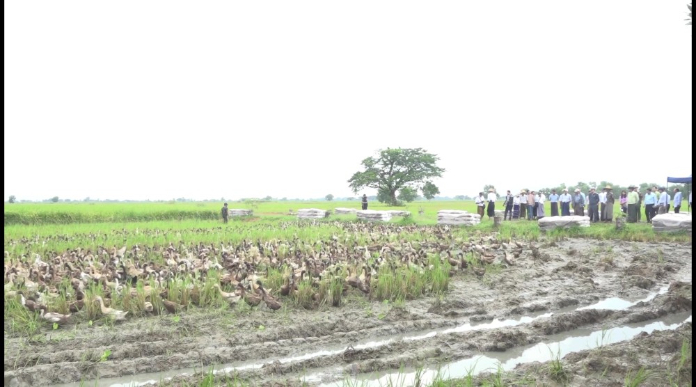 Development Works: Agriculture and livestock works in Tyayawady Township