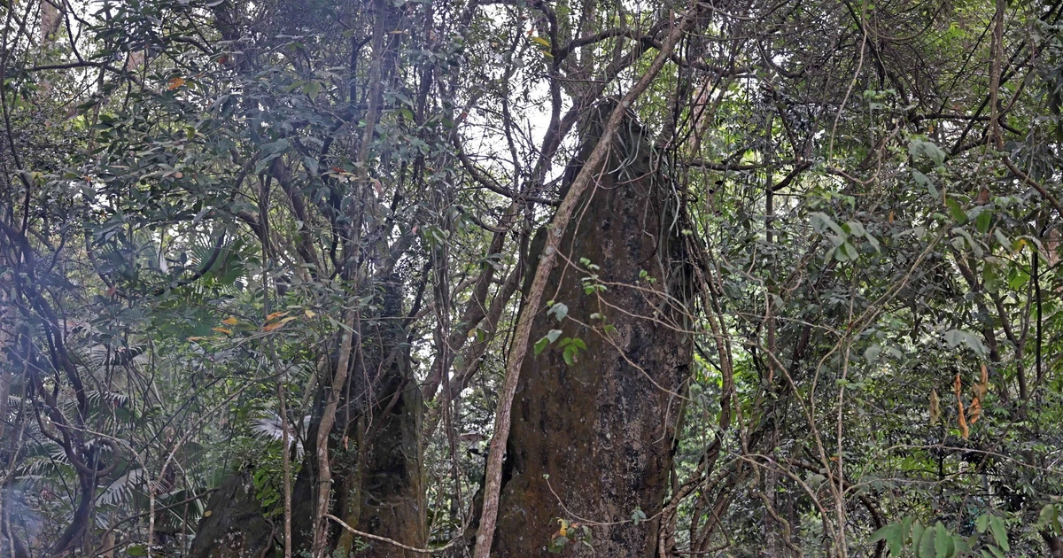 K9 Da Chong: Preserving the Legacy of President Ho Chi Minh in Ba Vi Forest