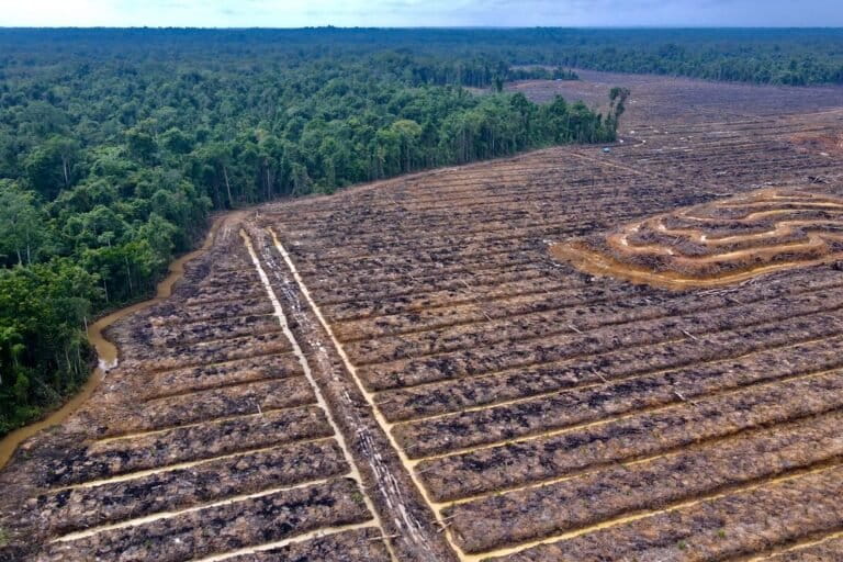 プラボウォ政権下のインドネシア、森林減少に歯止めかからず