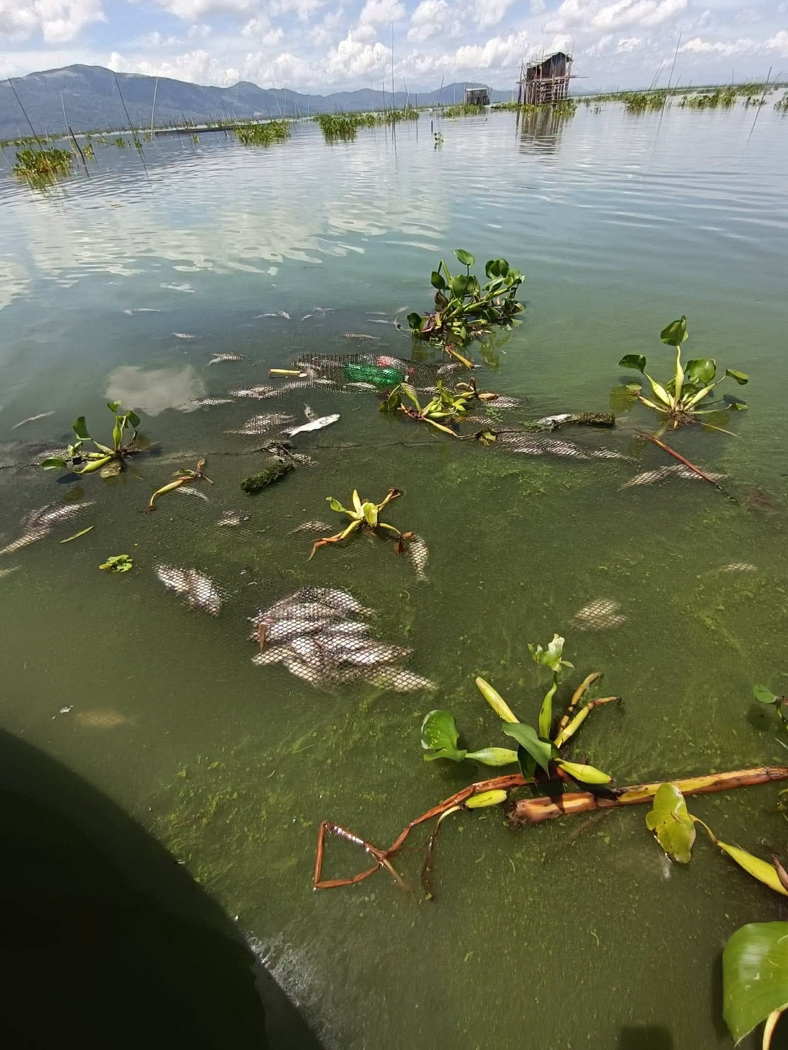 フィリピン、ラグナ湖で大規模魚死、藻類発生が原因か