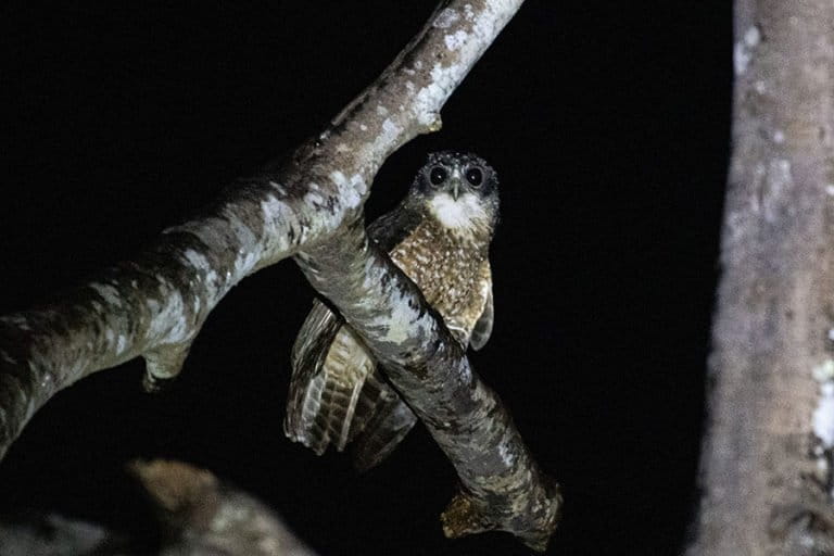 「闇の狩人」フクロウ、インドネシアで誤解と迫害に直面