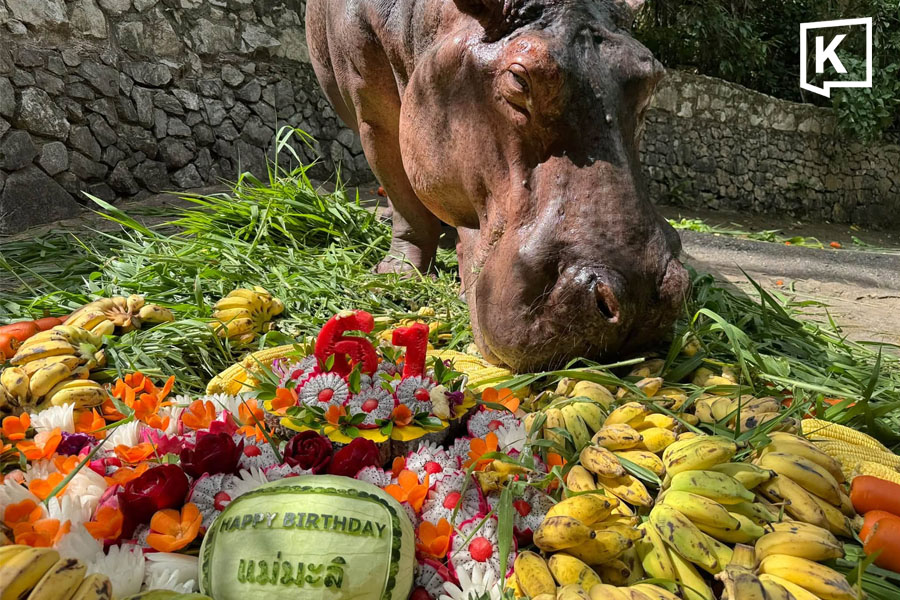 タイ最高齢カバ「マエ・マリ」、61歳の誕生日を祝う